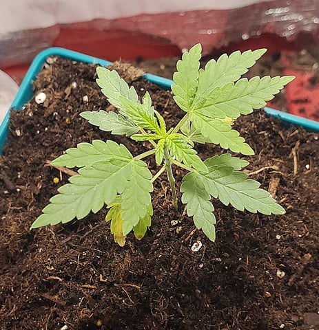 Plant 10A — vegetative, day 25