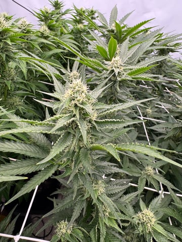 Permanent Marker, Gary Payton — flower, day 28