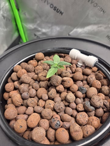 Northern Lights / Banana Kush — seedling_rooting, day 2
