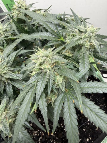 Midsummer Outdoor — flower, day 67