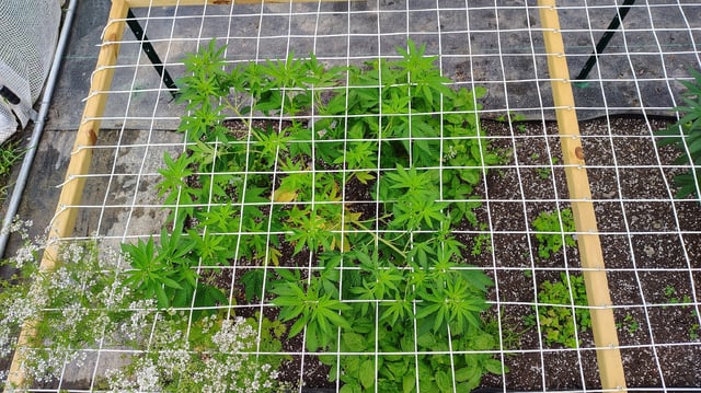Outdoor 2026 — vegetative, day 16