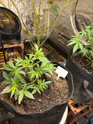 back to my roots.  — flower, day 1