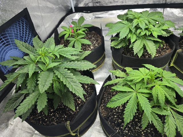 Autos AGAIN — vegetative, day 29