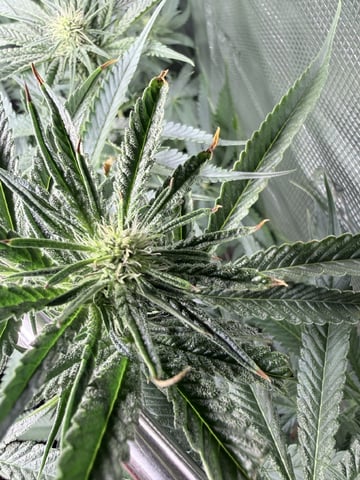 First Time Grower Long Time Blazer — flower, day 20