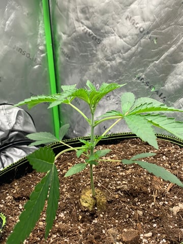 Six  — vegetative, day 28