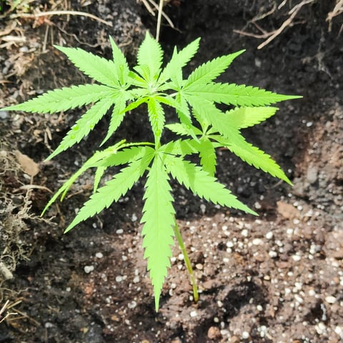 rsm — vegetative, day 75