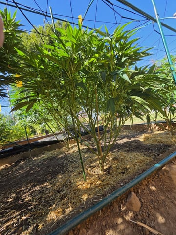 Sour Headies/OGBX1 — vegetative, day 89