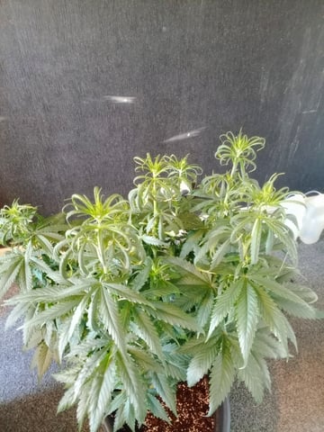 mr — flower, day 62