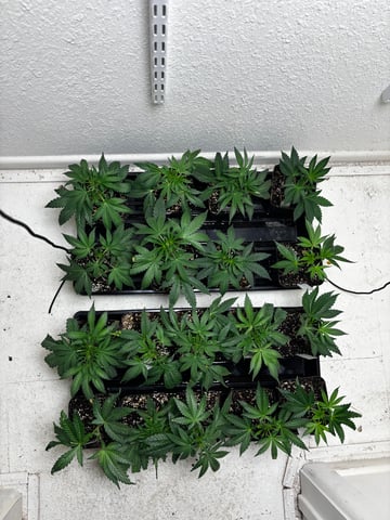 Pink Passion Fruit — vegetative, day 46