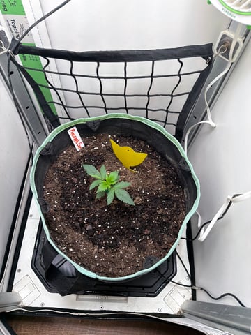 Indoor & Outdoor Grow 6 — vegetative, day 7