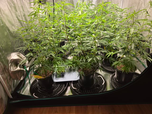 Blue Dream Clones — vegetative, day 32