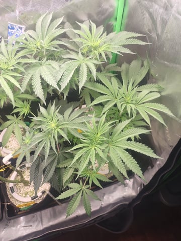 Mainely Genetics Micro Pheno Hunt — flower, day 50