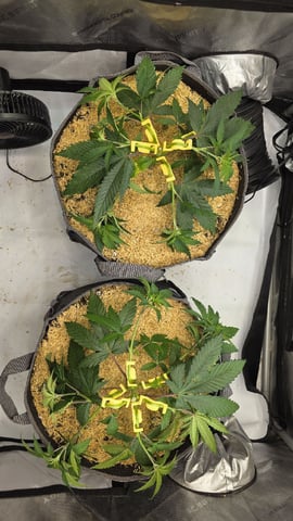 Strawberry Sugar  — vegetative, day 40