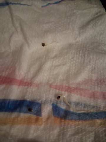 Lemon Cherry Cookies, Purple Haze and Strawberry Gorilla Grows — seedling_rooting, day 180