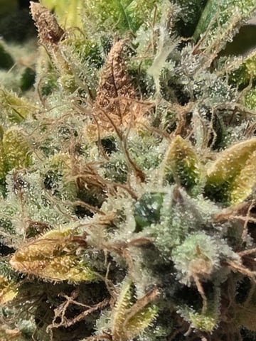 Special Queen 1 Fem+ Watermelon Auto — flower, day 134