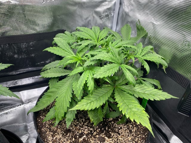 Auto Run #1 2025-2026 — vegetative, day 42