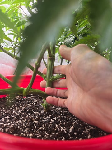 First Grow — vegetative, day 6