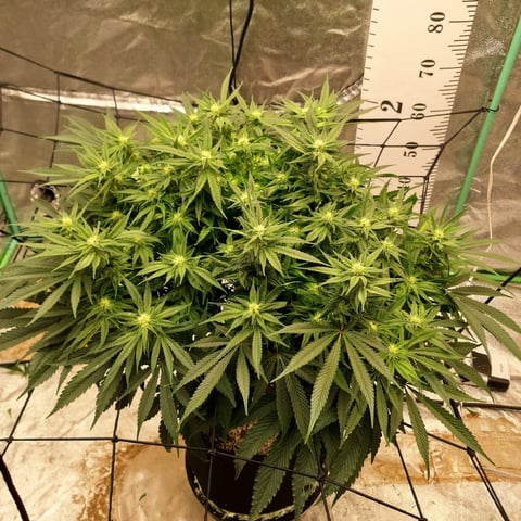 Gorilla Girl Autopot — flower, day 136