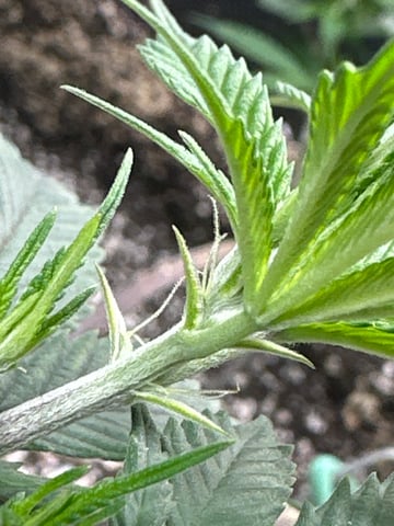 Gelly Mama and Sugar Tree — flower, day 142