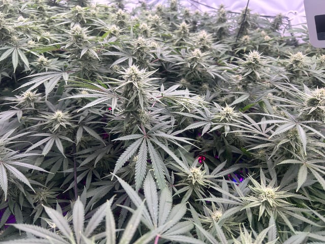 zunami s1 grounded genetics  — flower, day 64