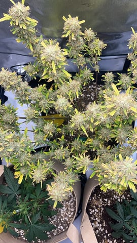 3x3 Grow — flower, day 37