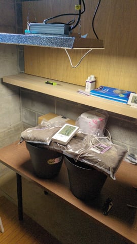 first grow 2 plants — grow_setup, day 1