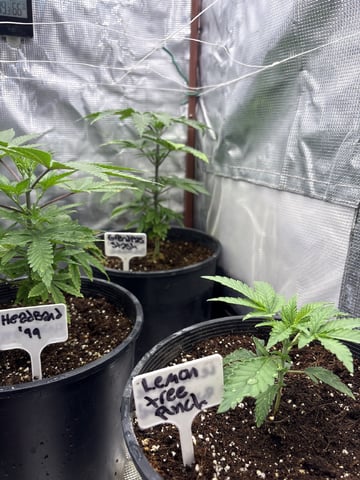 first grow in new 2x2 — vegetative, day 43