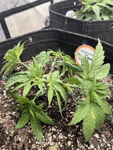 BloodMoon Gelato — vegetative, day 29