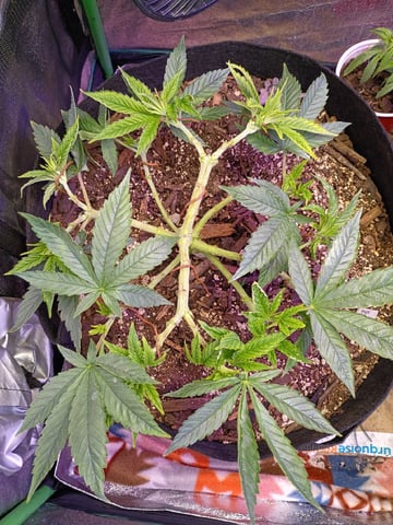 Purple Plum Perfect 💜 & 2 Grape Runtz 🍇 Mainlining garden.  — vegetative, day 114