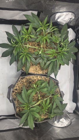 lilac diesel Rbx2 — vegetative, day 51