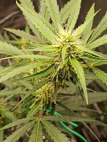 black gorilla feminized  — flower, day 26