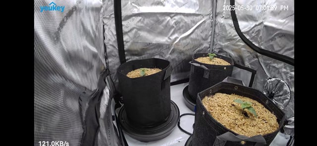 Purple Haze  — seedling_rooting, day 5