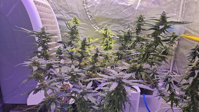 Amnesia Haze Run — flower, day 67