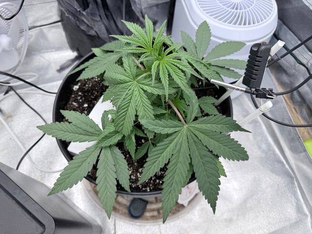 Blue Dream Grow — vegetative, day 8