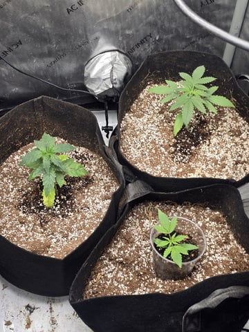 Indoor — seedling_rooting, day 30