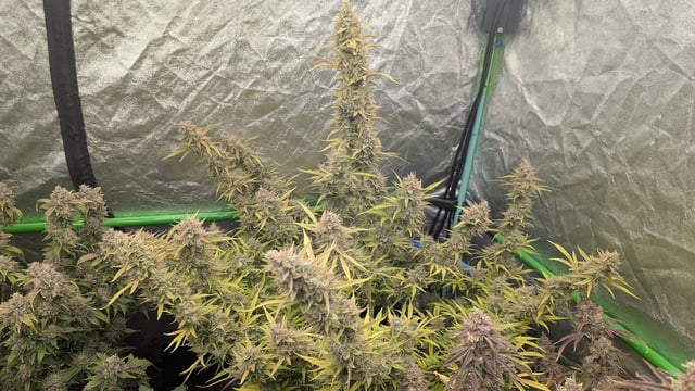 Perpetual Autoflower Mixed Grow #3 — flower, day 87