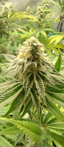 Skunk #1 โ flower, day 116