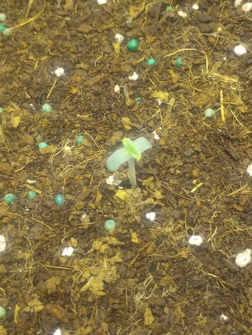 winter grow — seedling_rooting, day 6