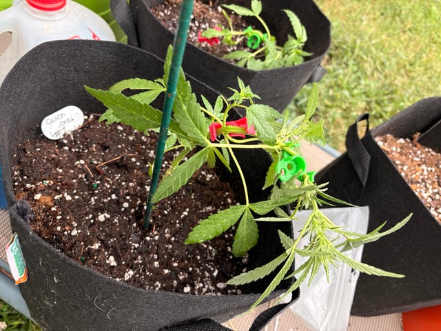 Northern Lights & Quick One  — vegetative, day 2