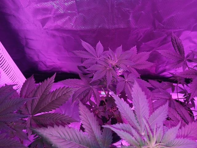 mimosa cake 🎂  — grow_setup, day 1