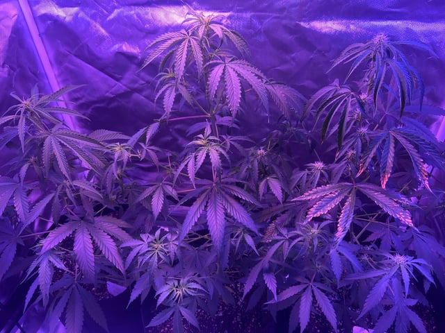 3 autos — flower, day 39