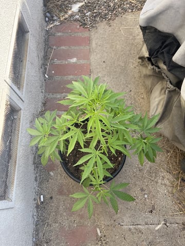 3masketeers — vegetative, day 41