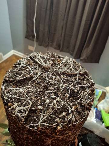 III — seedling_rooting, day 49