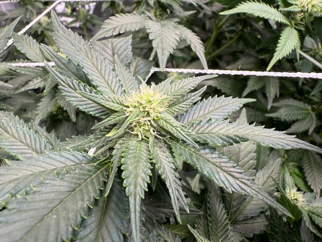 Green Gelato — flower, day 71