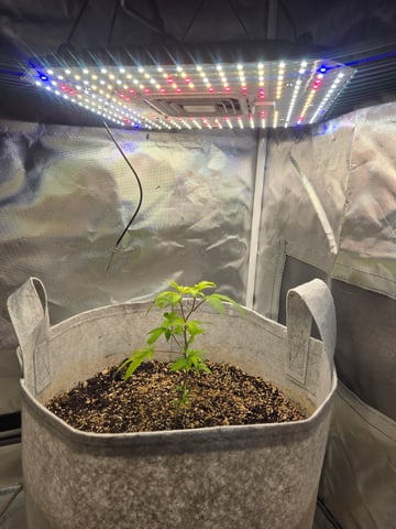 Looking for advice! — vegetative, day 12