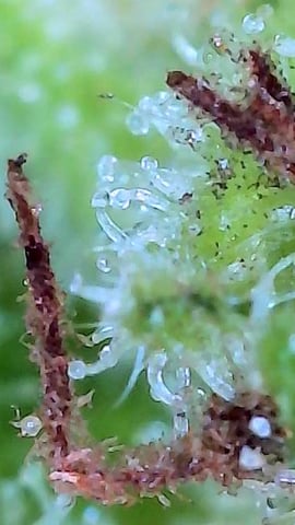 First ever grow — harvest, day 92