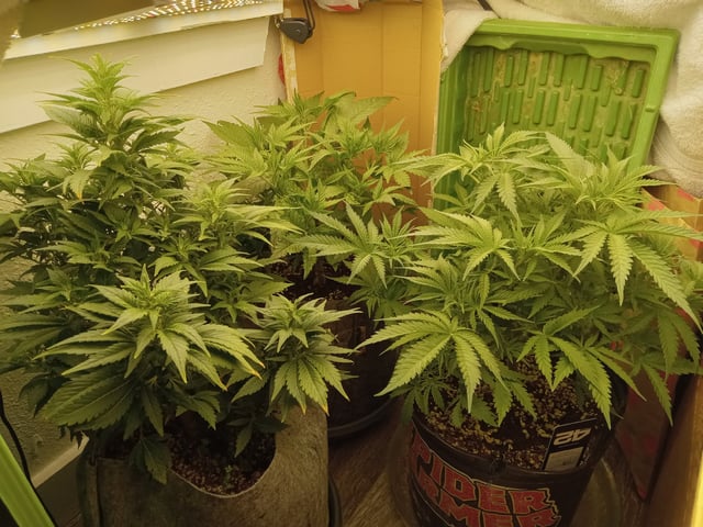 Blueberry critical kush x purple peyote wifi  and one L.a kush cake . — flower, day 31