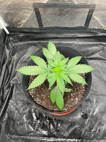 Blueberry — vegetative, day 30