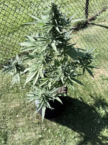 Northern Lights Auto(1) — flower, day 1