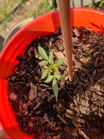 2026 — seedling_rooting, day 20